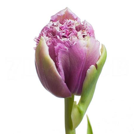 Tulip fringed mascotte