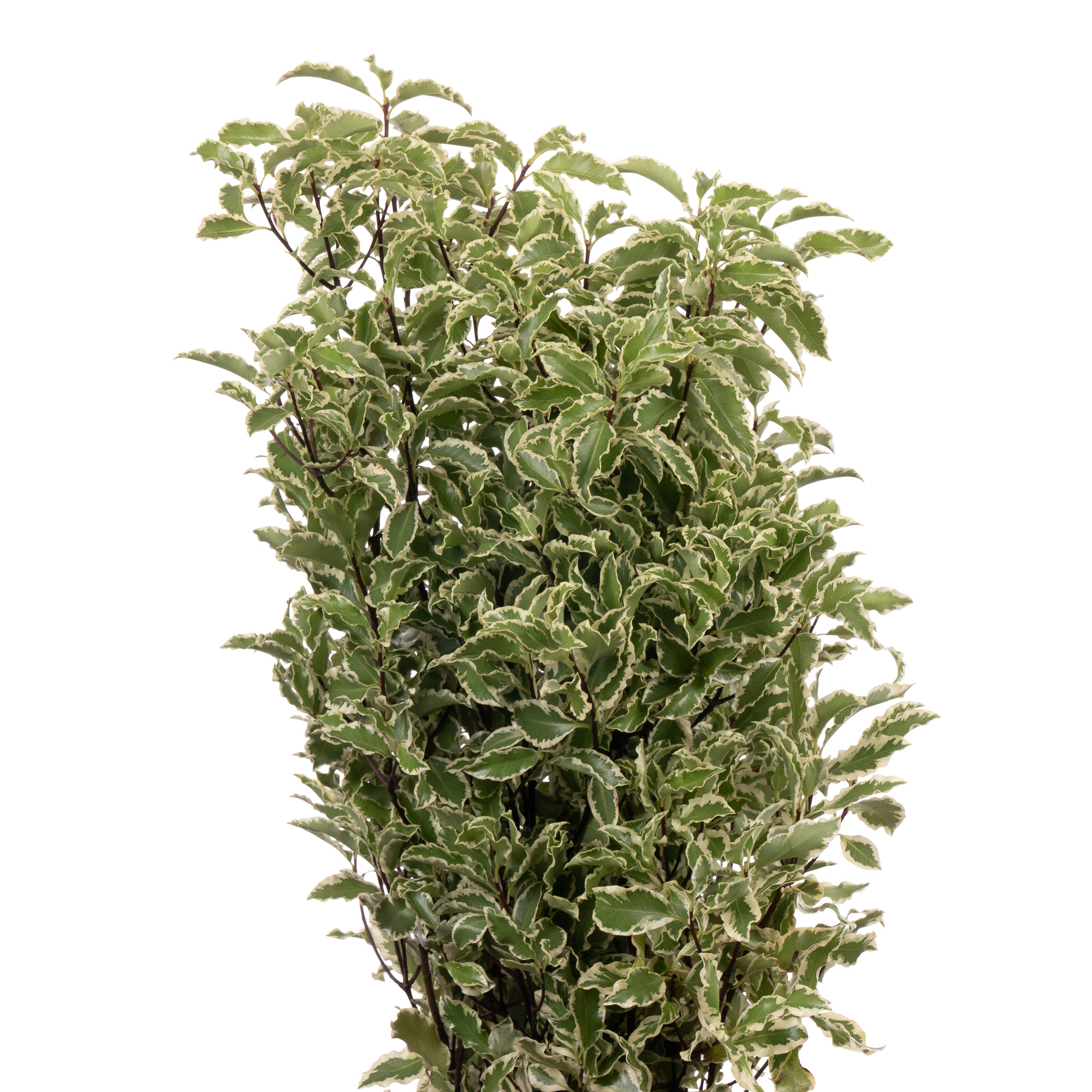 Blad Pittosporum silver queen