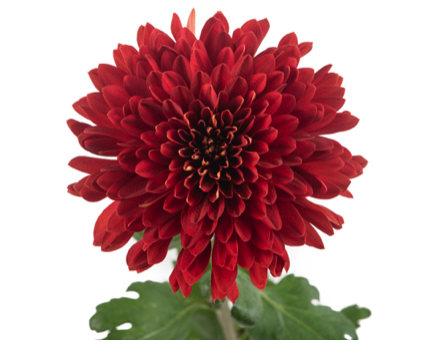 Chrysanthemum single cremon rojo