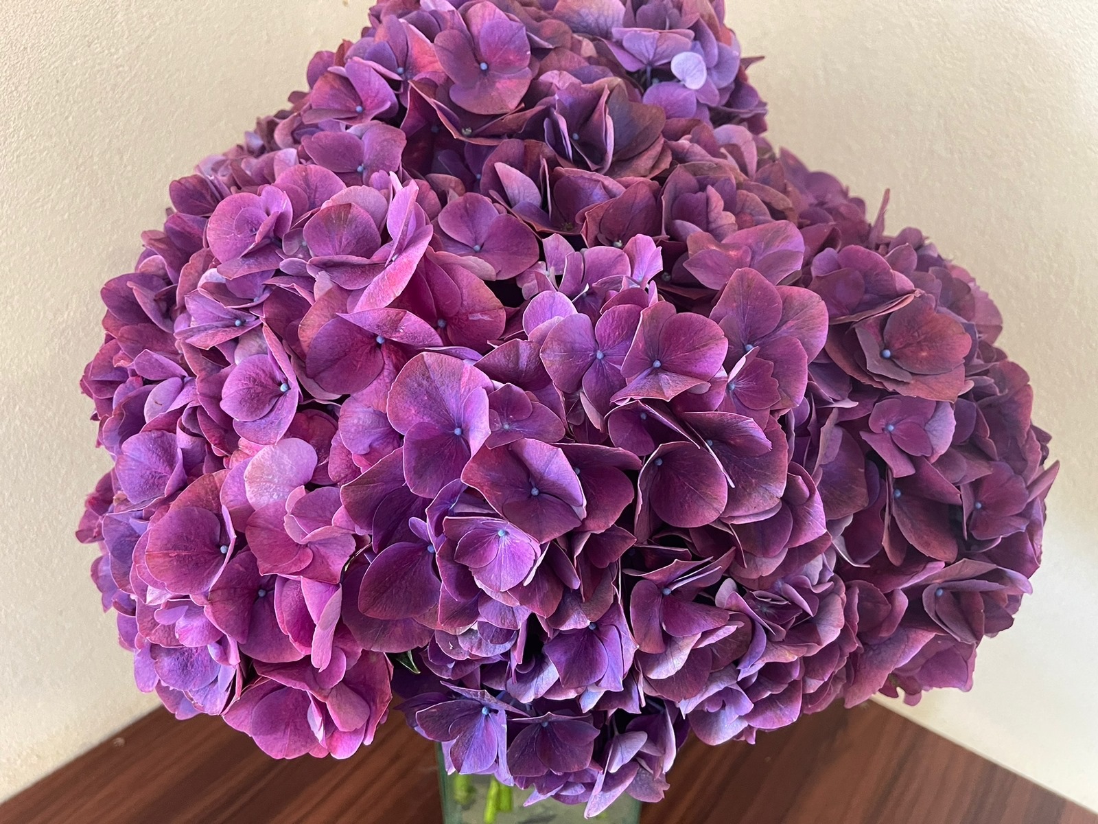 Hydrangea magic trophy purple