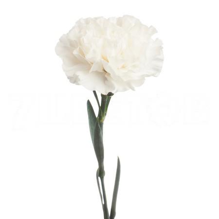 Carnation everest