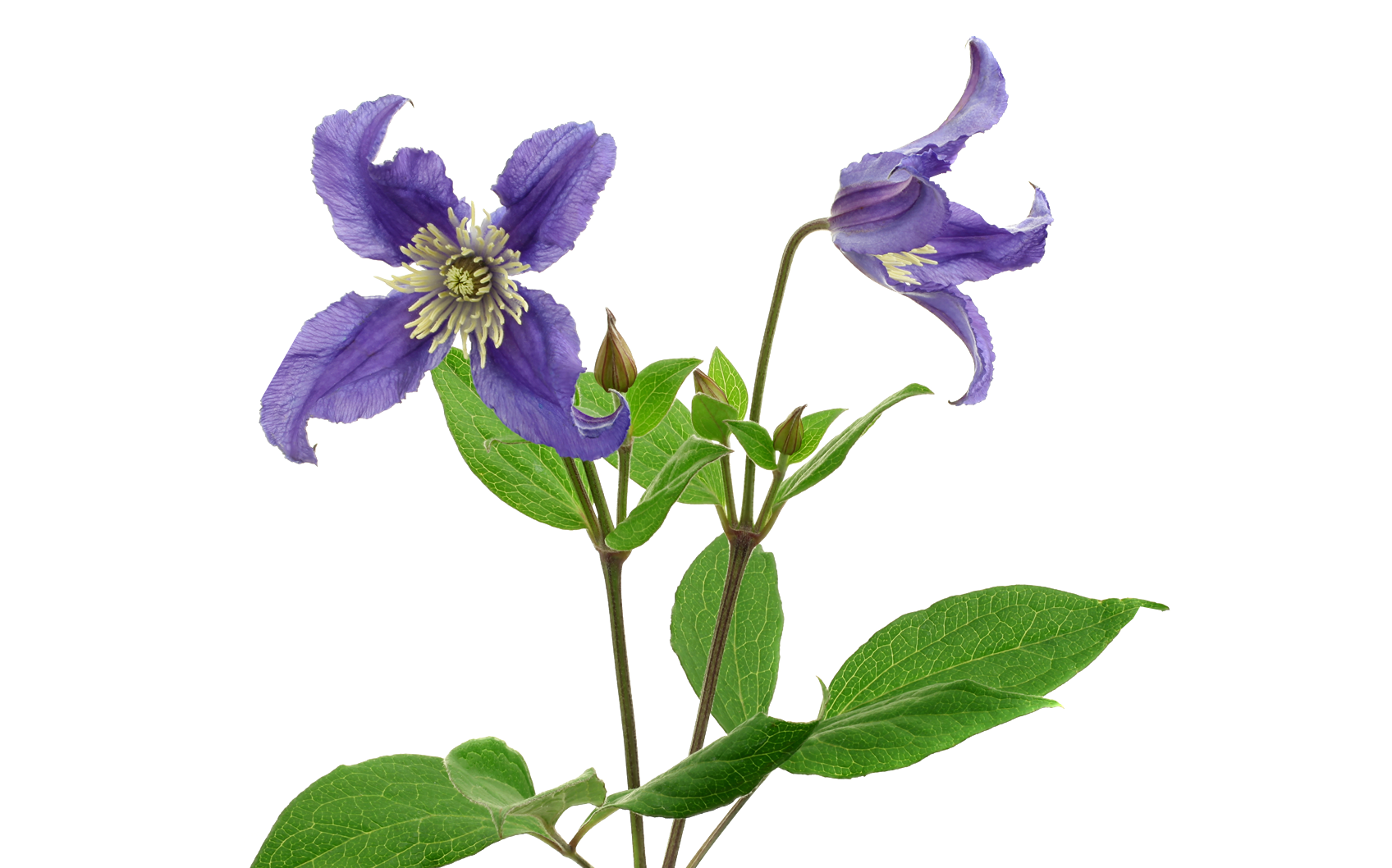 Clematis blue pirouette