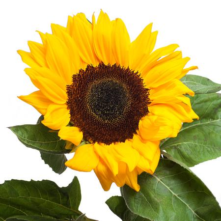 Helianthus vincents choice