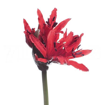 Nerine lydia