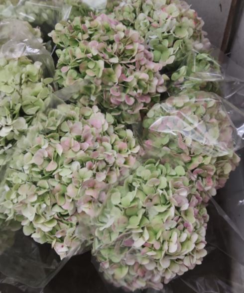 Hydrangea jumbo green antique