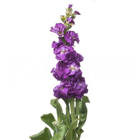 Matthiola iron purple