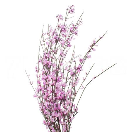 Genista pink