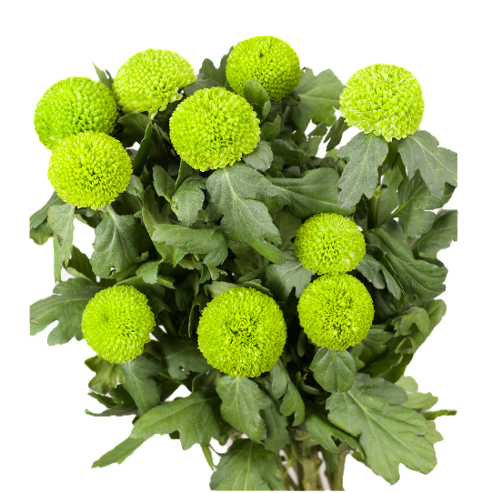 Chrysanthemum single ping pong green