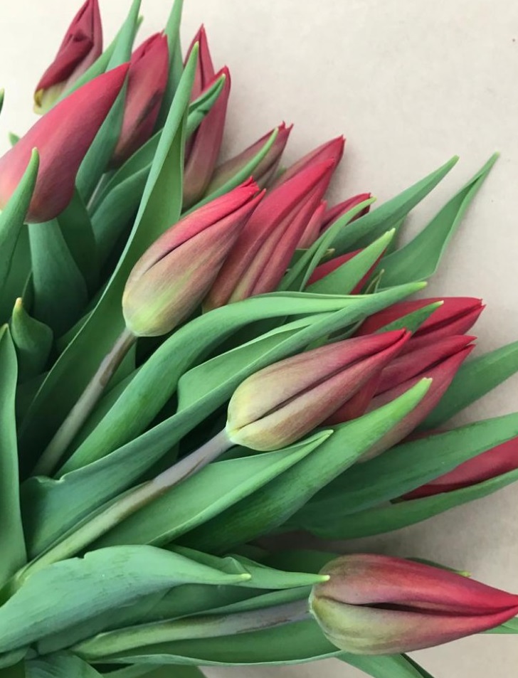 Tulip enkel strong love