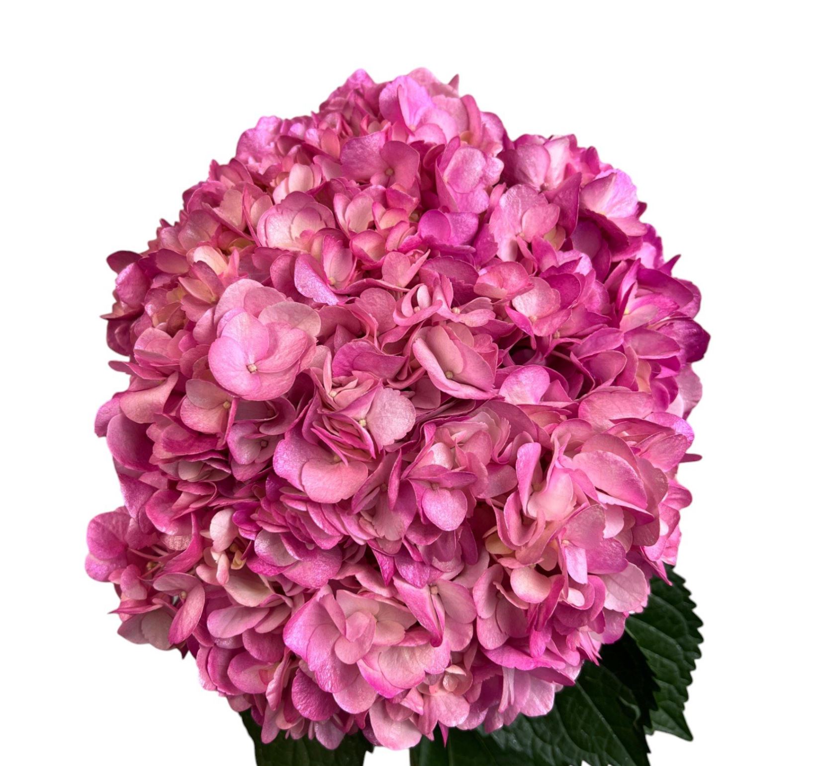 Hydrangea premium blush radiance