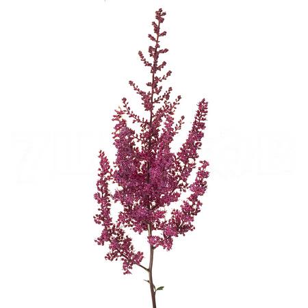 Astilbe paul gäarder