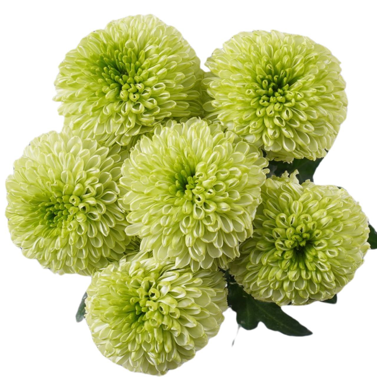 Chrysanthemum kiwano green