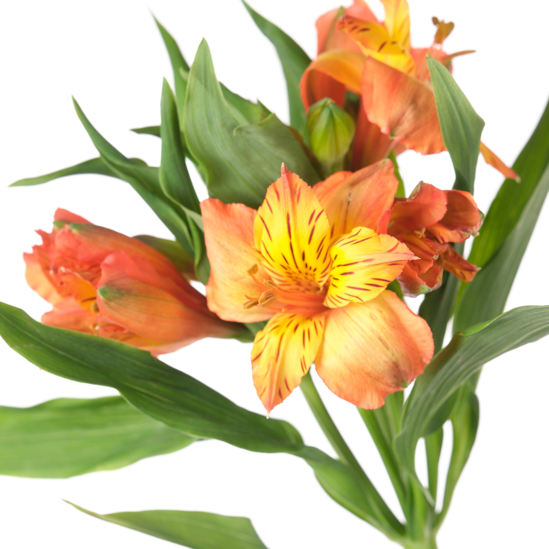 Alstroemeria orange