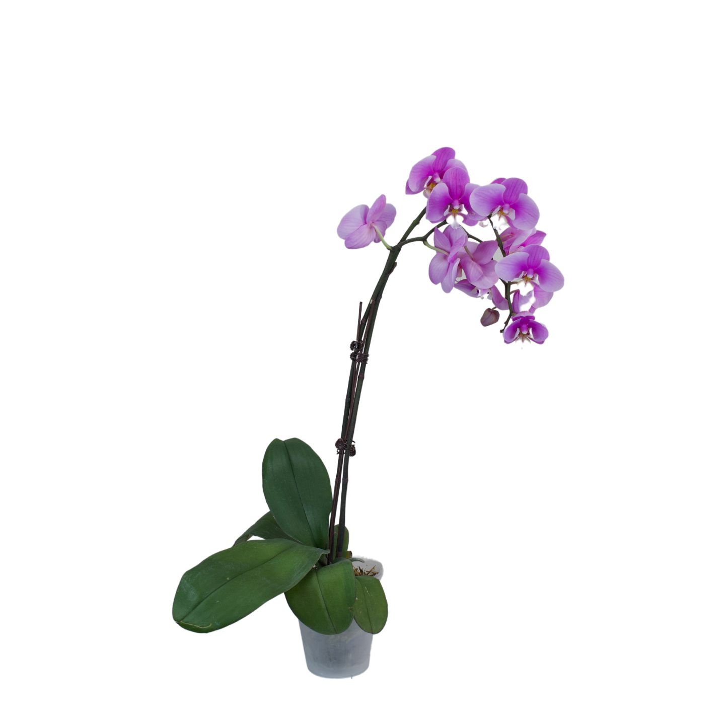 Phalaenopsis pot big anna