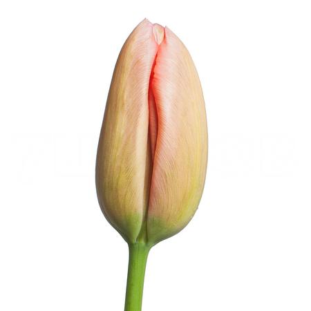 Tulip enkel menton