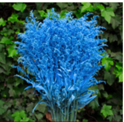 Solidago light blue