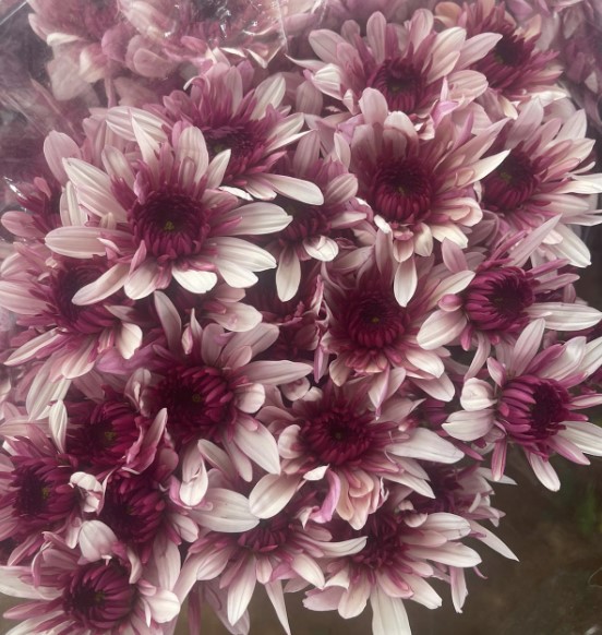 Chrysanthemum spray podolski