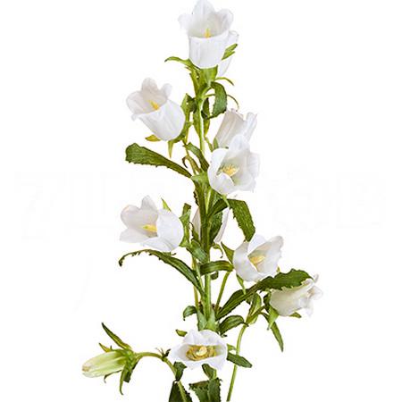 Campanula medium champion white