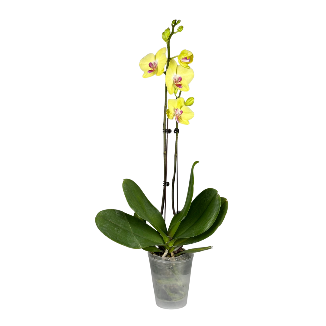 Phalaenopsis pot breeze