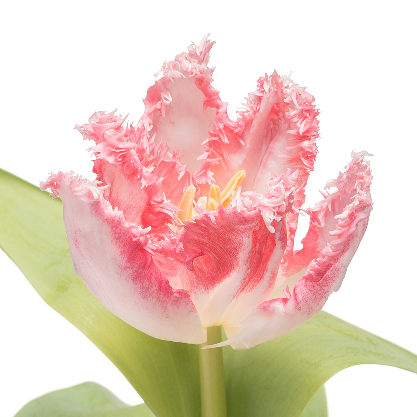 Tulip fringed neglige