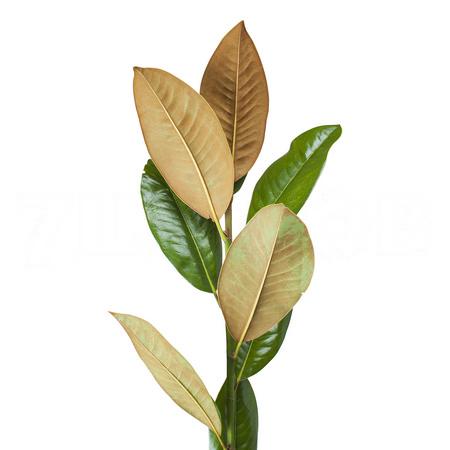 Blad Magnolia