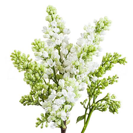 Syringa madame florent stepman