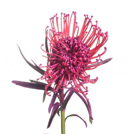 Leucospermum geverfd rose