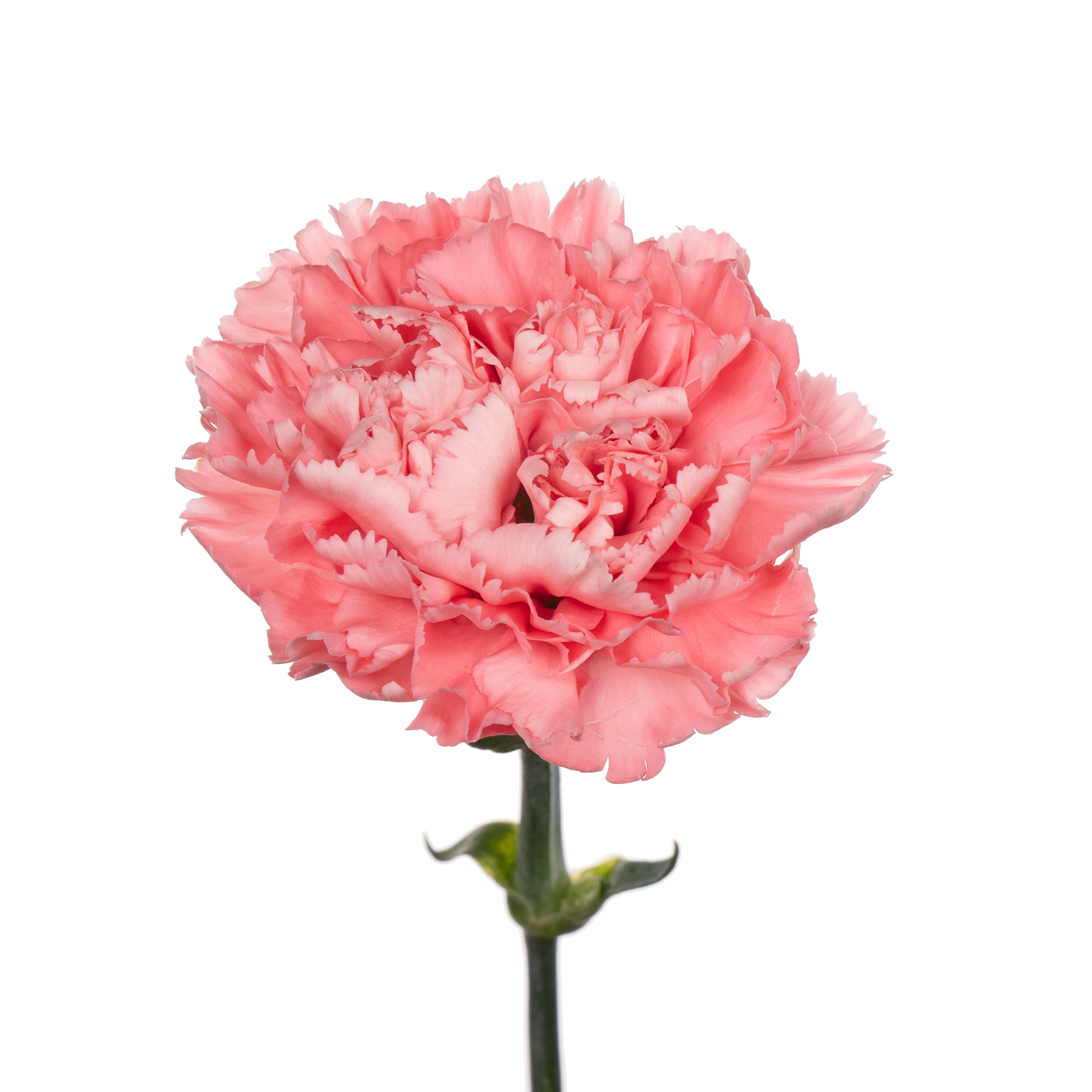 Carnation betsy