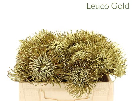 Leucospermum jelena xmas gold