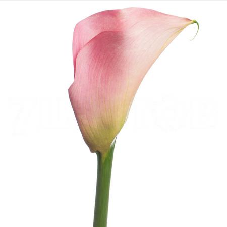 Zantedeschia auckland