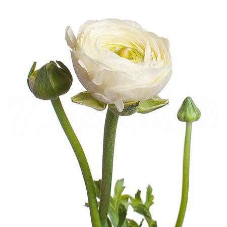 Ranunculus elegance creme