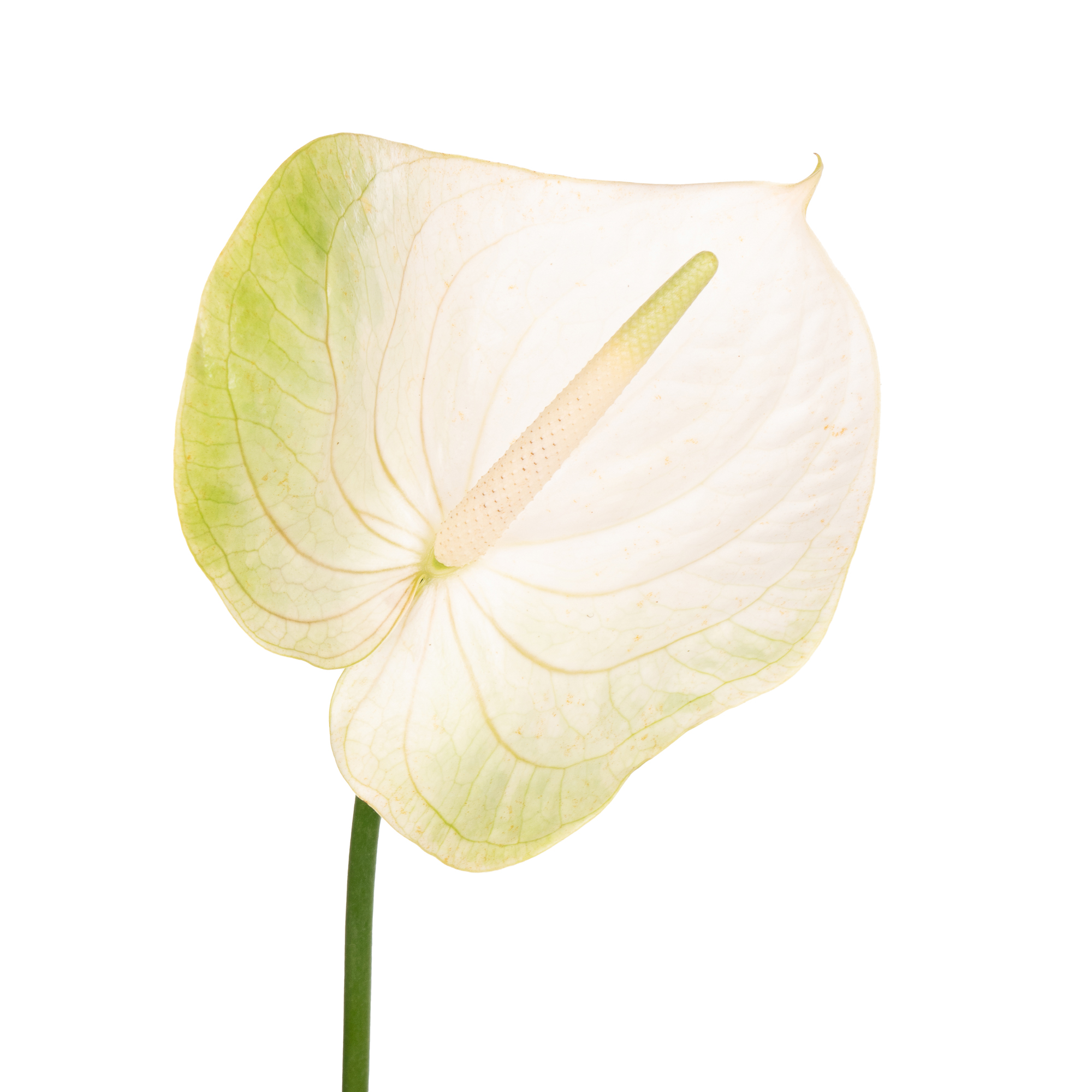 Anthurium grace