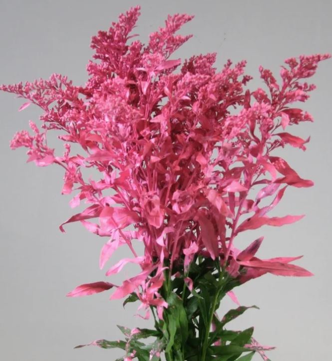 Solidago tinted pink