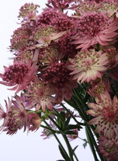 Astrantia roma