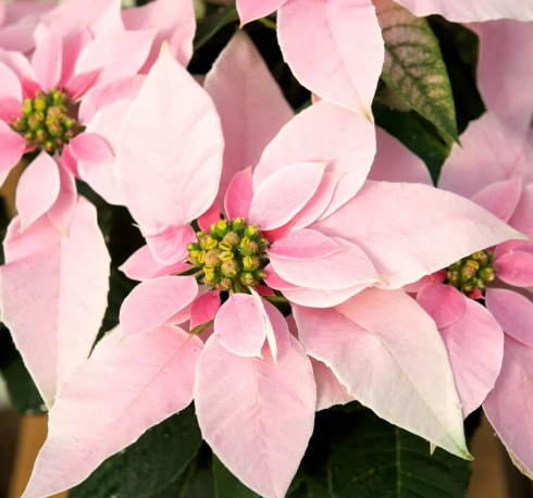 Poinsettia light pink