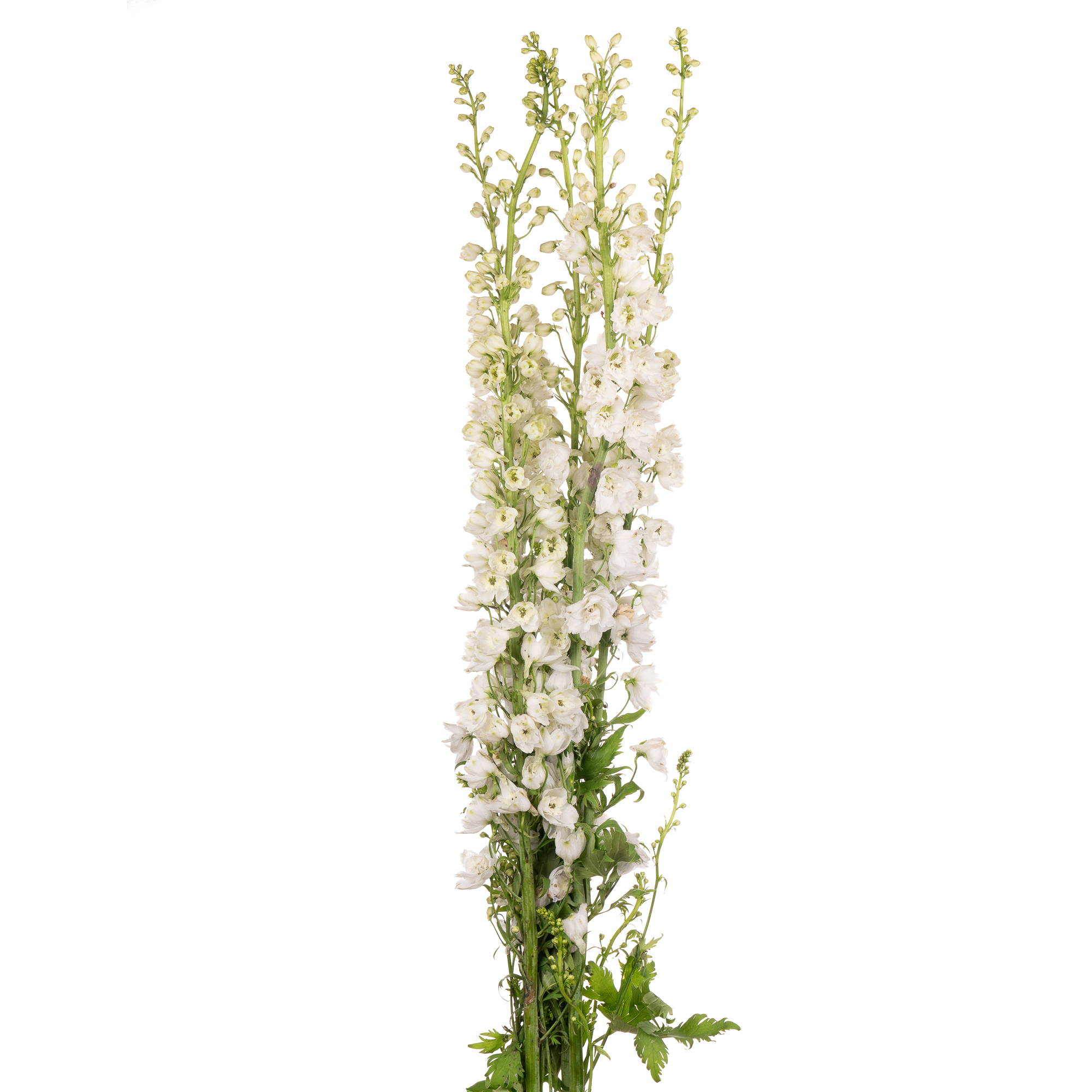 Delphinium candle white shades