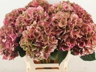 Hydrangea glowing alps classic pink