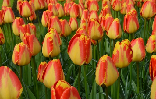 Tulip enkel banja luka