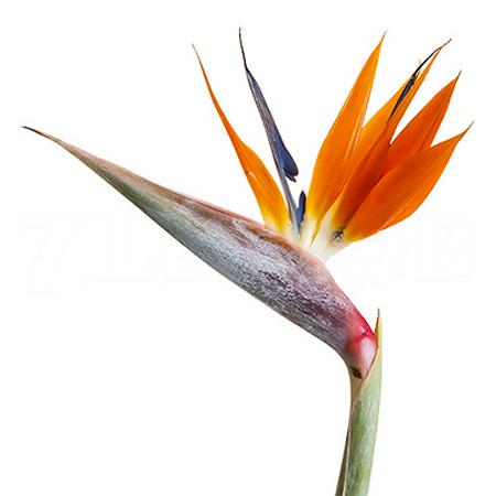 Strelitzia reginae (bloem)