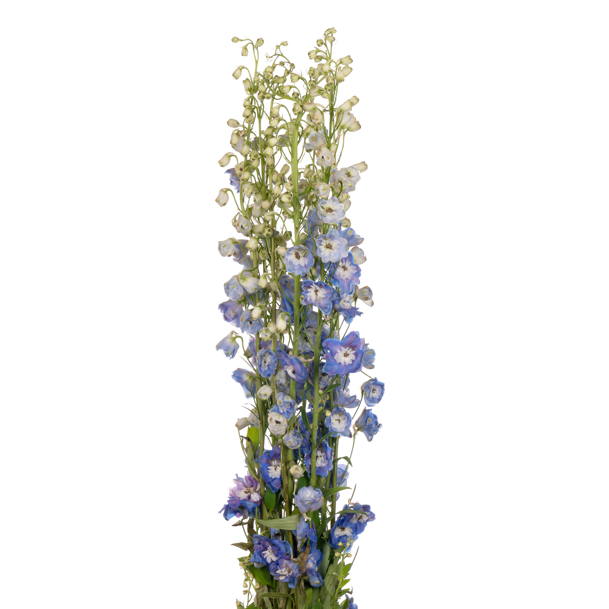 Delphinium blue