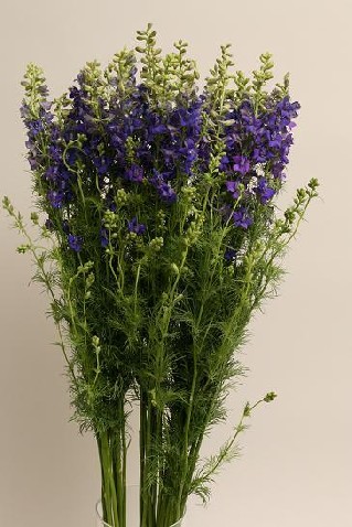 Delphinium blue