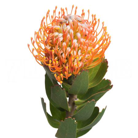 Leucospermum soleil