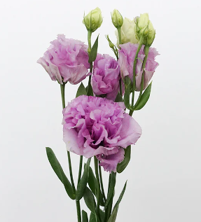 Eustoma wavy purple