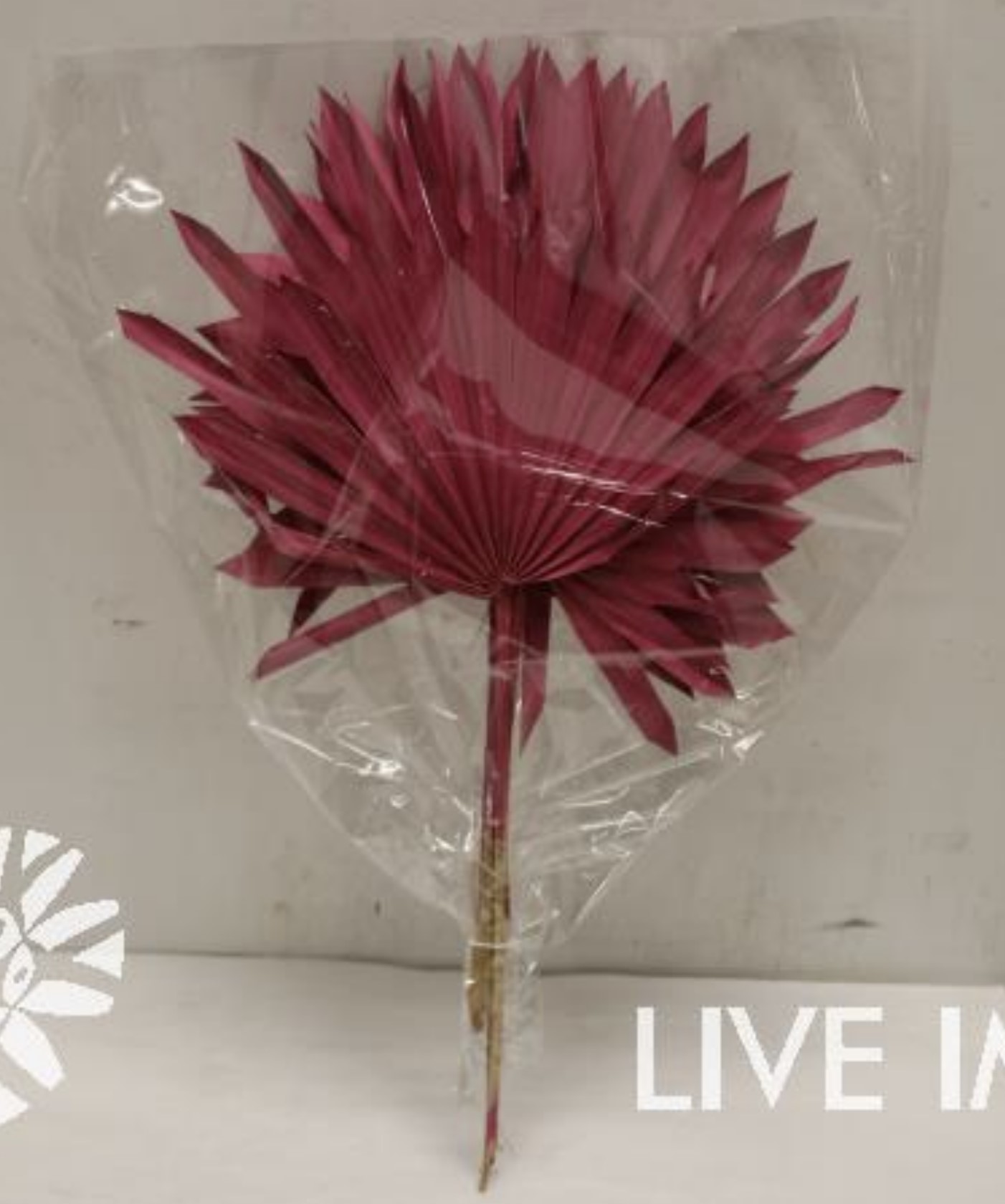 Dried palm sun (5/bunch) cerise