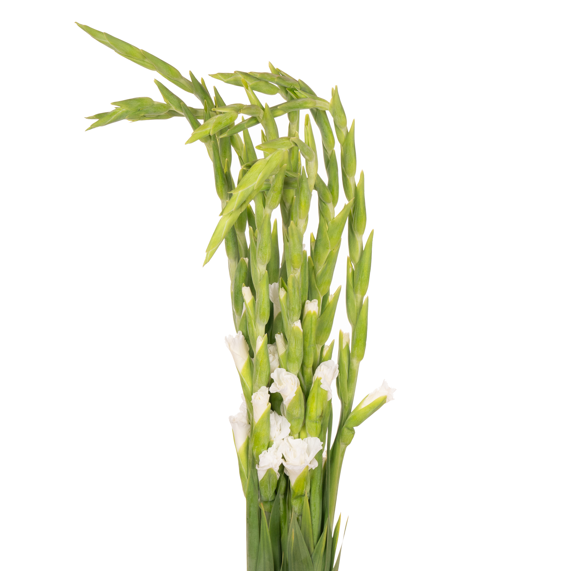 Gladiolus nova zembla