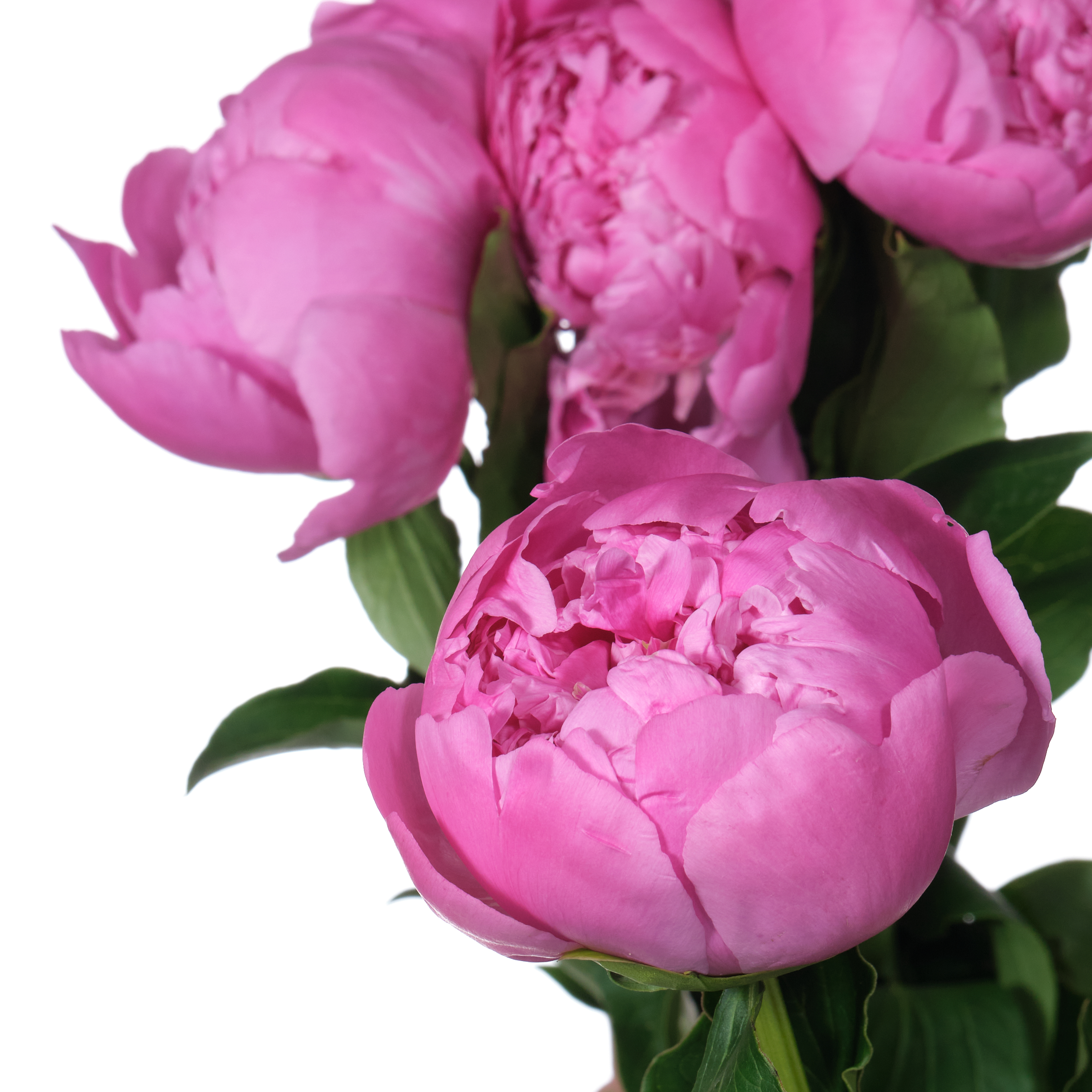 Paeonia monsieur jules elie