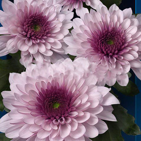 Chrysanthemum spray podolsk