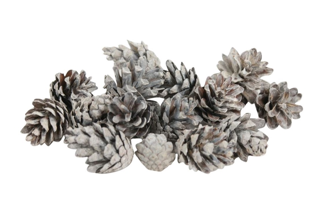 PINECONE SILVESTER  FROSTED