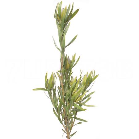 Leucadendron spray pisa