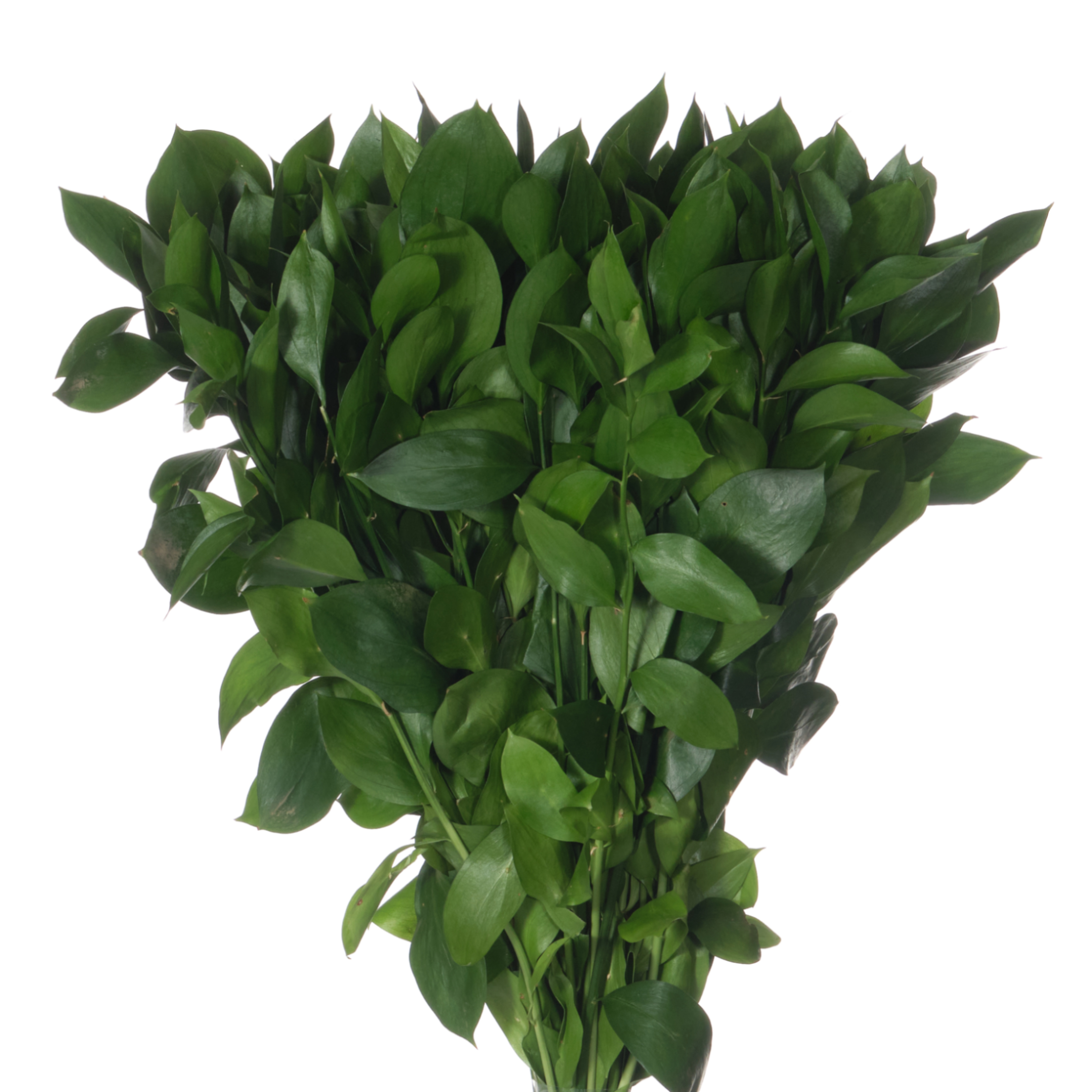 Blad Ruscus isralian